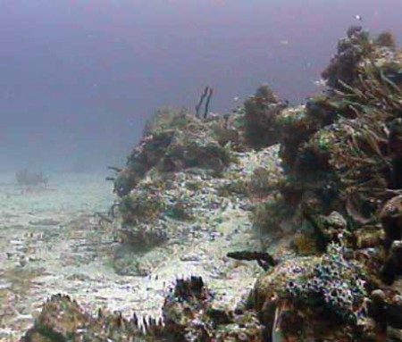 Подводный мир у Бимини
